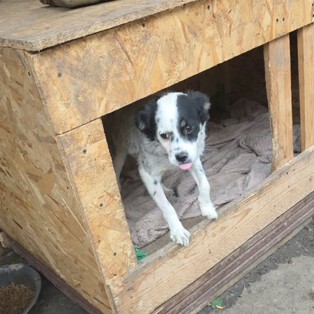 Adopter Trixie