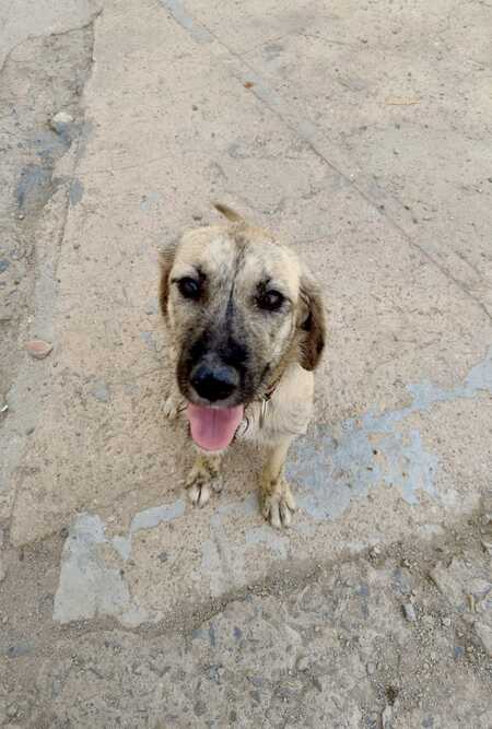 Adopter Luna