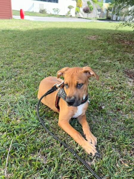 Adopter Tikos