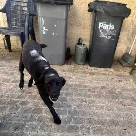 Adopter LAIKA