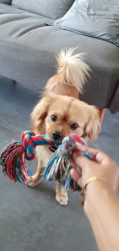 Adopter Ti-Rex