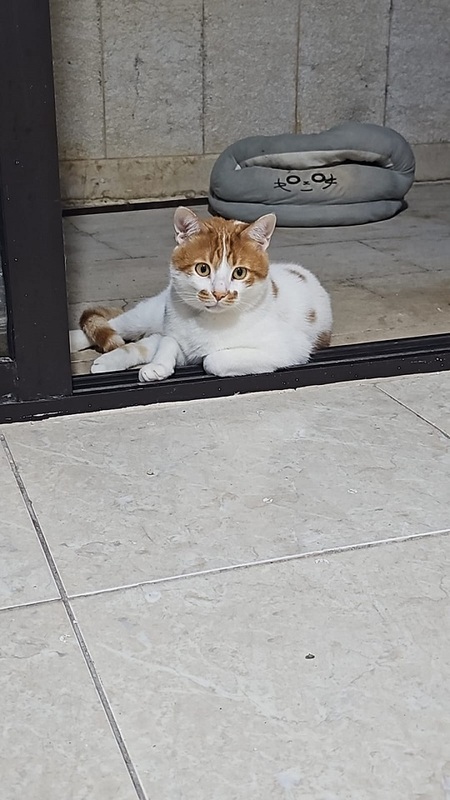 Adopter Taco