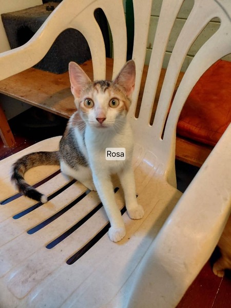 Adopter Rosa