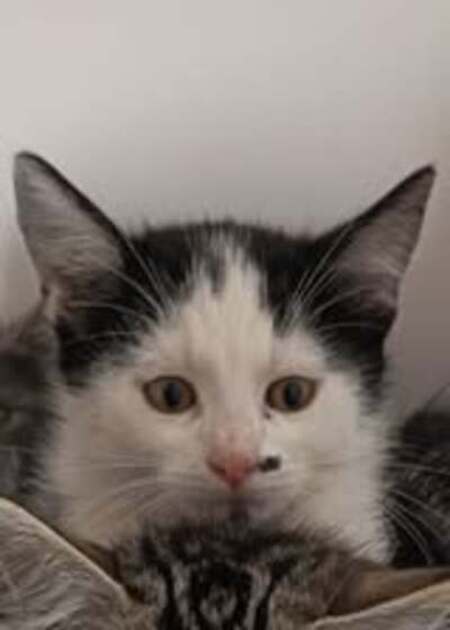 Adopter Velours