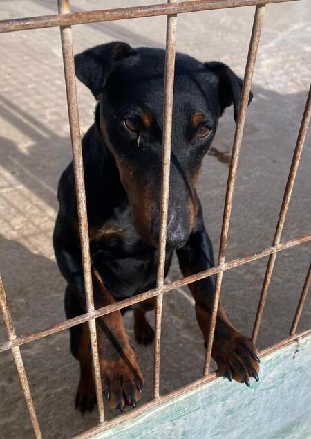 Adopter Gaspar