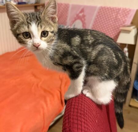 Adopter Romia
