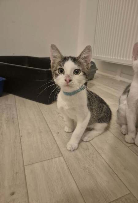 Adopter Célian