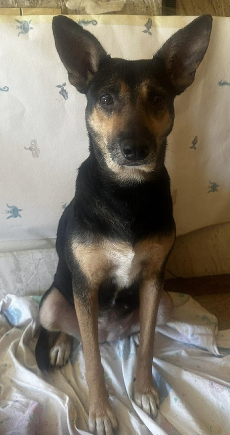 Adopter Iska