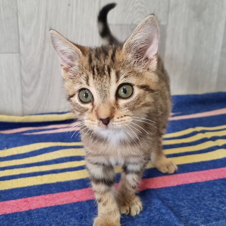 Adopter Bubblegum
