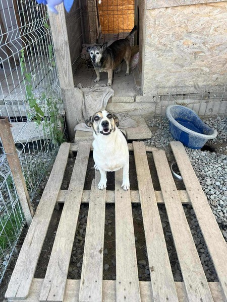 Adopter Mira