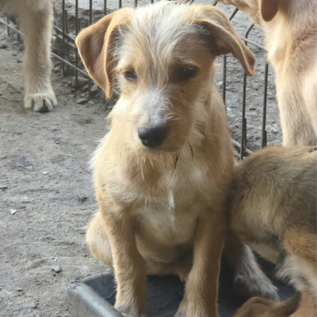 Adopter Romeo
