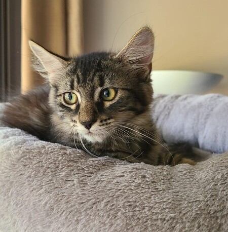 Adopter Rhéa