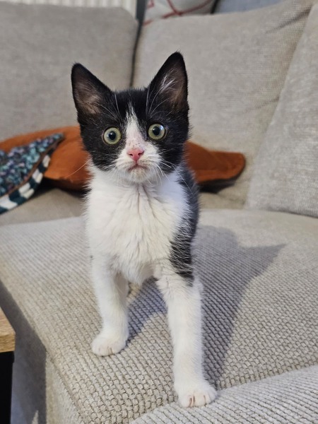 Adopter Alta