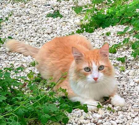Adopter Willy