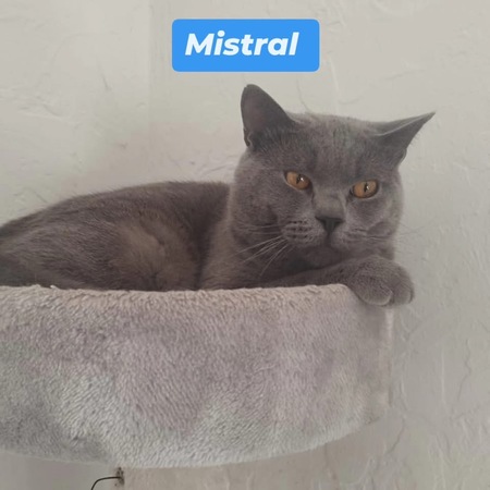 Adopter Mistral