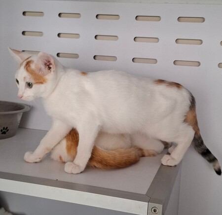 Adopter BERMUDE