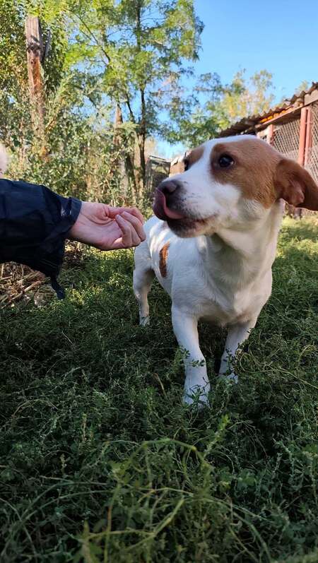 Adopter Lima