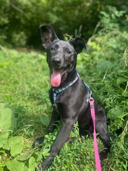 Adopter Scarlet