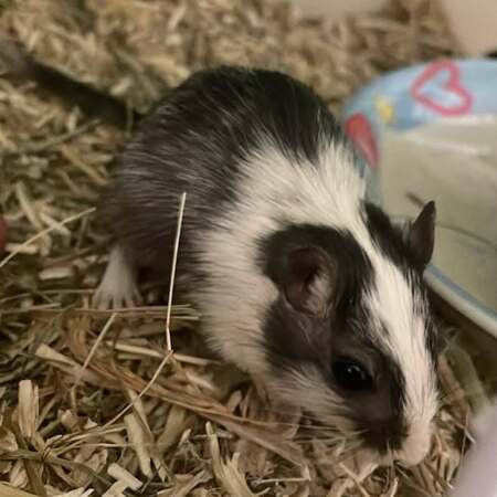 Adopter Tic & Tac 