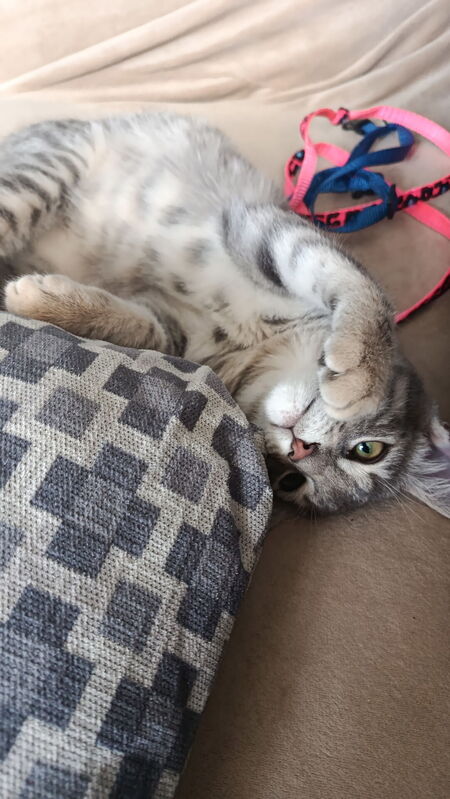 Adopter Pépite
