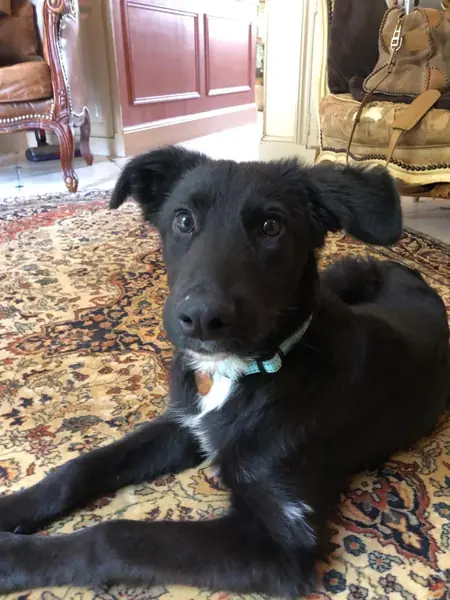 Adopter Archie