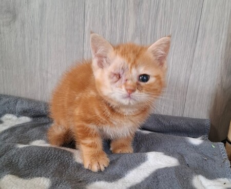 Adopter BIRATE