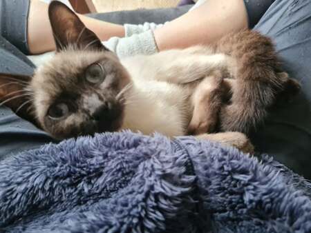 Adopter Balie