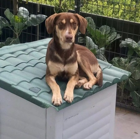 Adopter Luna