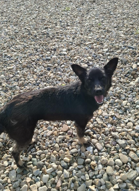 Adopter Nerra