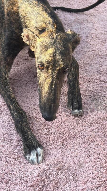 Adopter Maxi