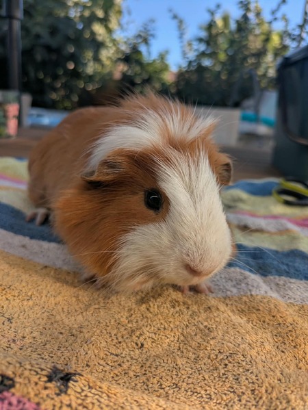 Adopter Quince