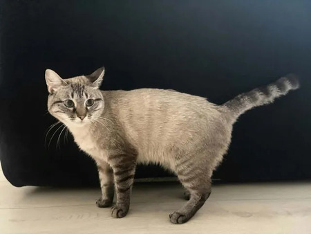 Adopter Bastet