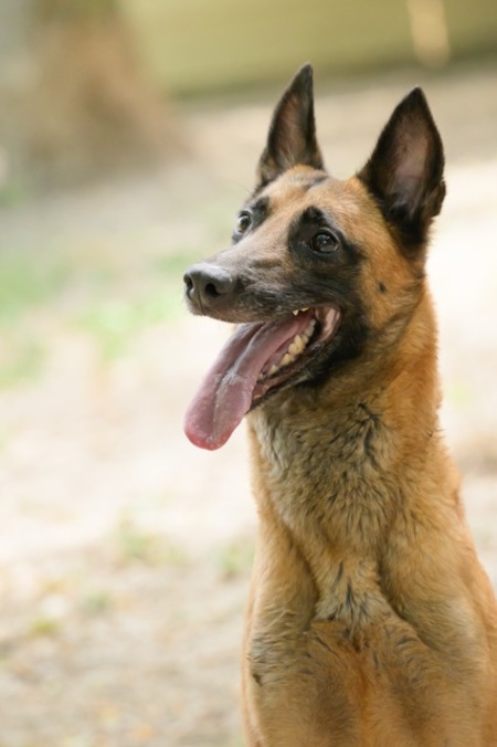 Adopter India