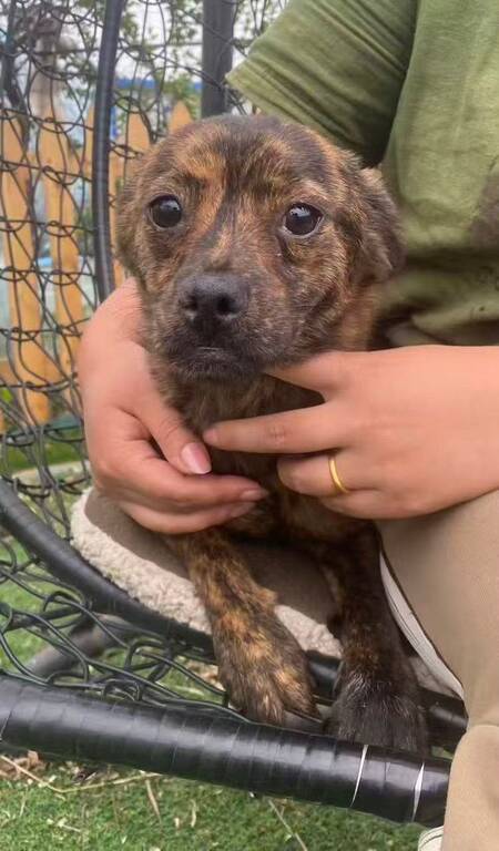 Adopter Night
