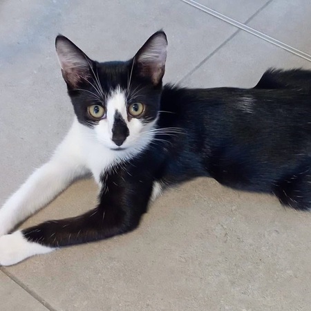 Adopter ZOOK