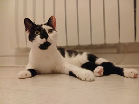 Adopter Alpha