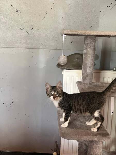 Adopter Bordeaux 