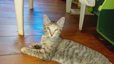 Adopter Pia