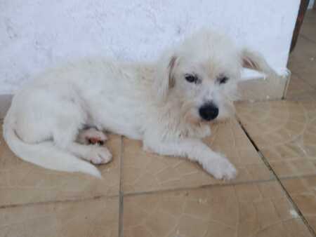 Adopter Prunelle