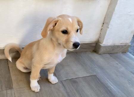 Adopter Bloom