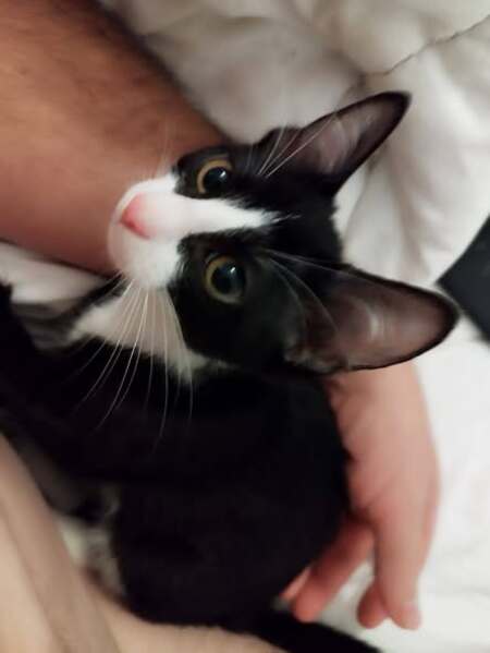 Adopter Milady