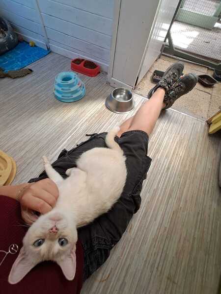 Adopter GALAXIE
