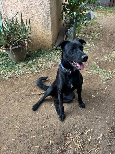 Adopter Wizzy 