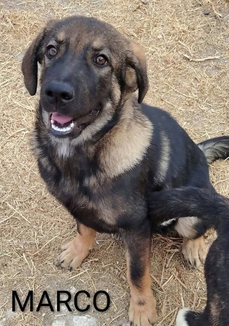 Adopter Marco