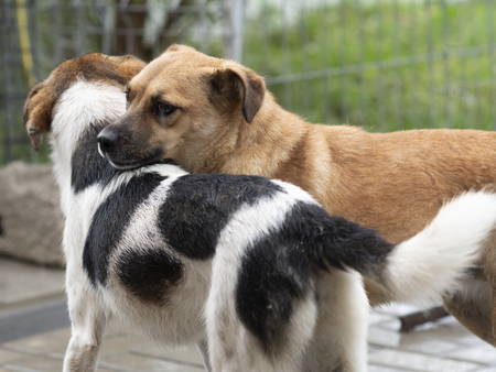 Adopter Hoa