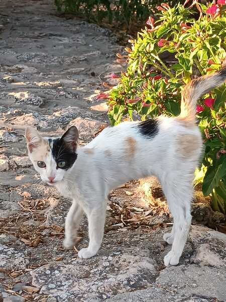 Adopter Natalia