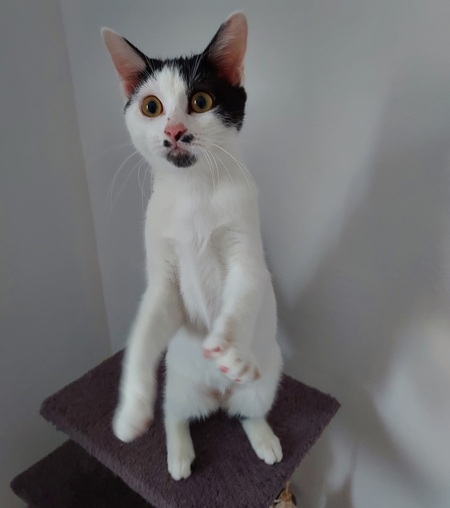 Adopter Ory et Gamy