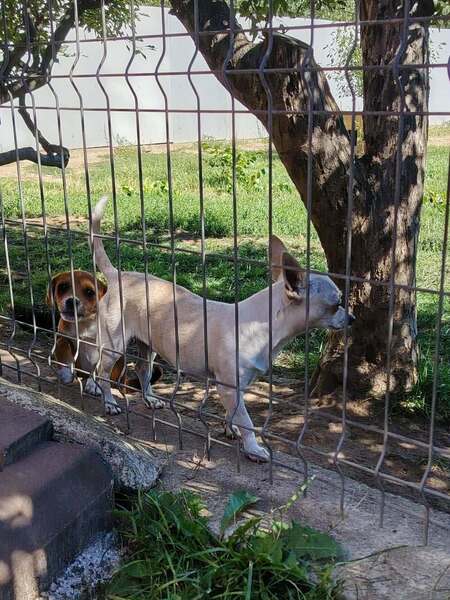 Adopter Lolita
