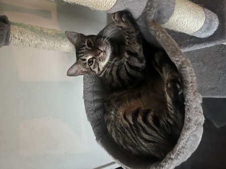 Adopter Ambre 