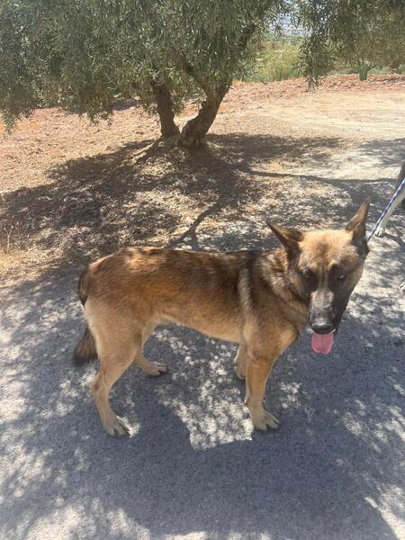 Adopter Nero 